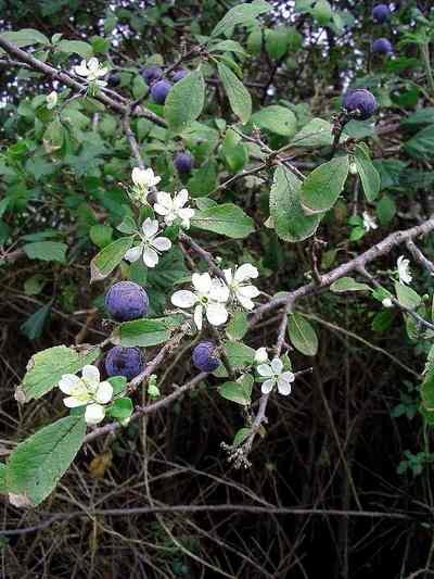  Image name: prugnolo2.jpg 
 width: 400 pixel 
 height: 533 pixel 
 Size: 31530 bytes 
 Click to enlarge 